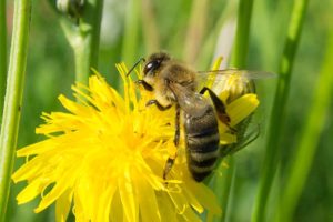 Honey Bee yellow flower