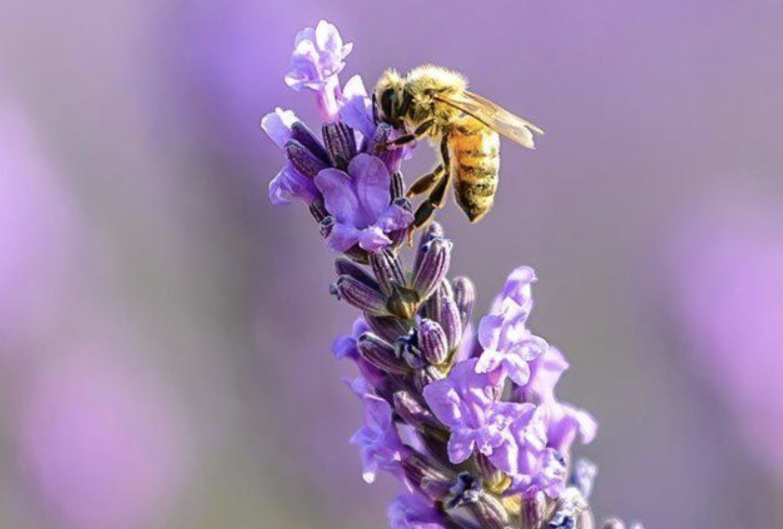 HONEY BEES & POLLINATION Pahrump Honey Company